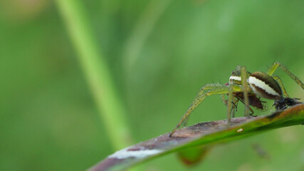 spider on a leaf 3