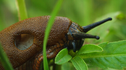 snail on a leaf