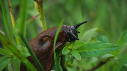 snail on a leaf