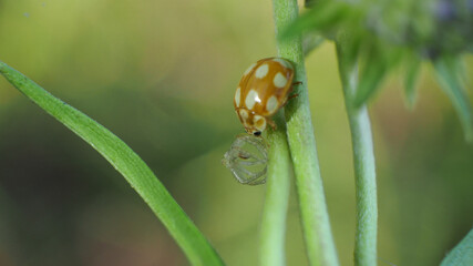ladybug on leaf