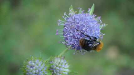 bumblebee on a thistle