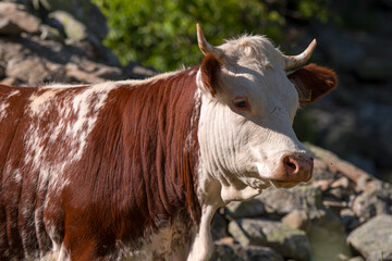 caw on a meadow in Ceresole Reale in Piedmont in Liguria in Italy