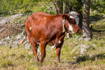 Naklejka premium caw on a meadow in Ceresole Reale in Piedmont in Liguria in Italy