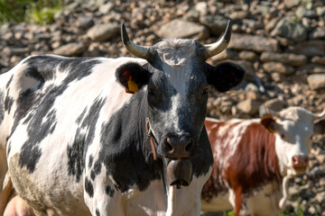caw on a meadow in Ceresole Reale in Piedmont in Liguria in Italy