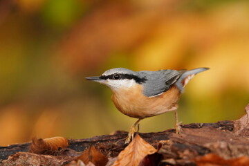 Portrait of a eurasian nuthatch with autumn background. (Sitta europaea) . nuthatch in the nature habitat. Wildlife scene from forest.