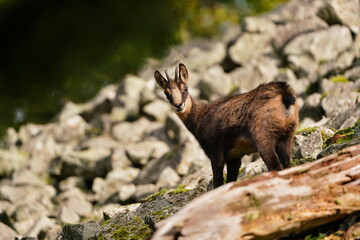 Fototapeta premium Chamois, Rupicapra rupicapra, in the stone hill. Studenec hill, Czech Republic. Animal from Alp.