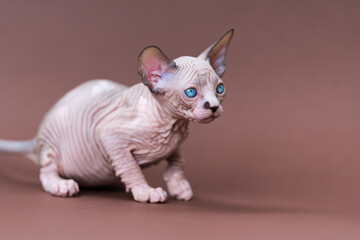Fototapeta na wymiar Portrait of Canadian Sphynx Cat of color chocolate mink and white with blue eyes on brown background. Beautiful male kitten is seven weeks old attentively looking away. Side view. Studio shot.