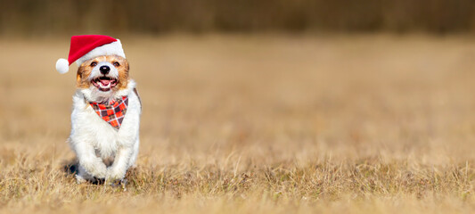 Obraz premium Happy cute smiling santa christmas pet dog puppy running in the grass. Holiday banner with copy space.