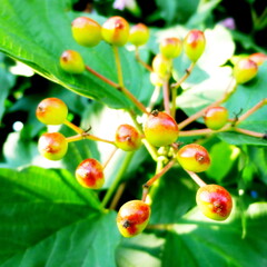 Unripe red berries of viburnum on deciduous branches of trees