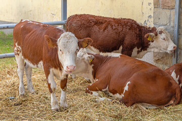 Cows Farm