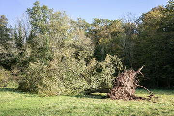 Stormy days, violent autumn storm completely uprooted tree on the edge of the forest.