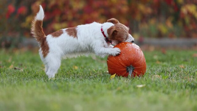 Cute funny playful pet dog puppy playing with a pumpkin in autumn. Happy thanksgiving day, fall or halloween.