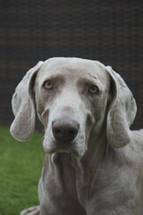 portrait of weimaraner in the garden