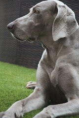 portrait of weimaraner in the garden