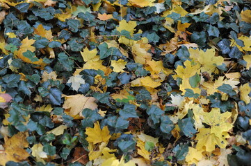 Colorful autumn leaves during foliage in a park and garden during Polish Golden Autumn season in Lazienki Park (Royal Baths Park), Warsaw, Poland, Europe