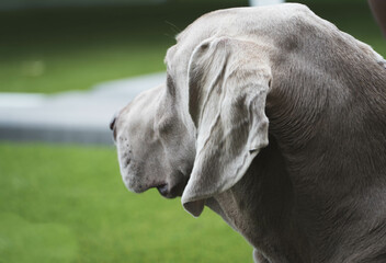 portrait of weimaraner in the garden