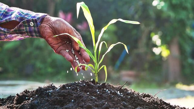 Senior farmers applying fertilizer plant food to soil for vegetable and flower garden. Hands fertilizing seedlings in organic garden.
