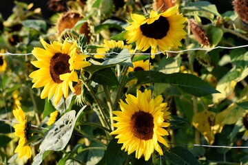 Fototapeta premium Blooming sunflower flowers with wire fence on a sunny day.