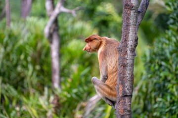 Family of wild Proboscis monkey or Nasalis larvatus, in the rainforest of island Borneo, Malaysia, close up