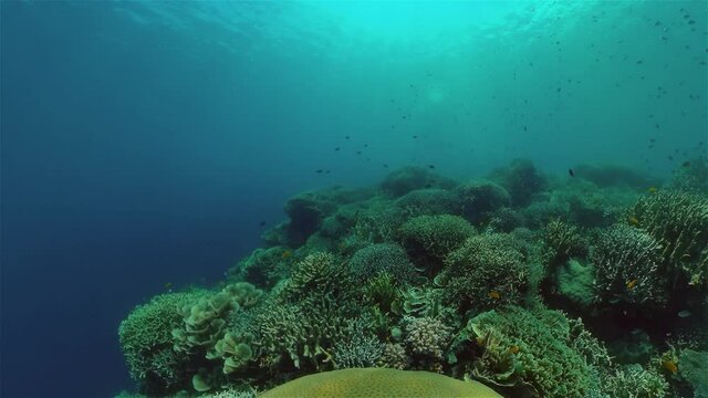 Underwater fish reef marine. Tropical colorful underwater seascape with coral reef. Philippines.