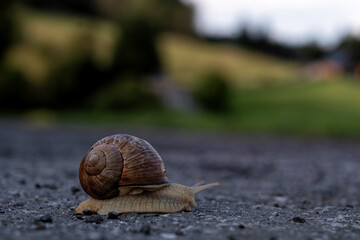 Schnecke kriecht über die Straße