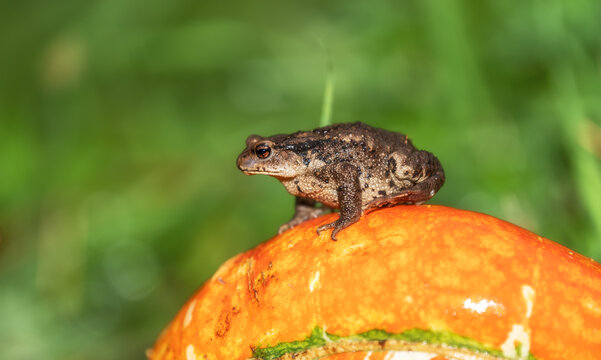Frog riding a pumpkin