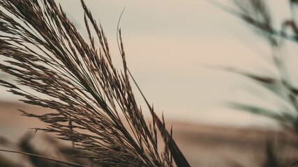 Mar, planta y arena 2