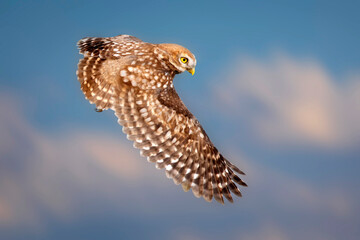 The little owl (Athene noctua) is flying.  Nature background.
