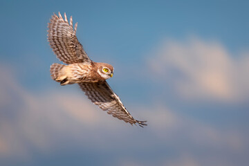 The little owl (Athene noctua) is flying.  Nature background.