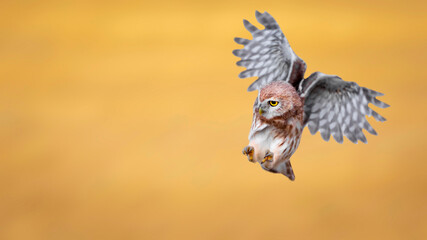 The little owl (Athene noctua) is flying.  Nature background.