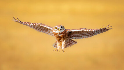 The little owl (Athene noctua) is flying.  Nature background.