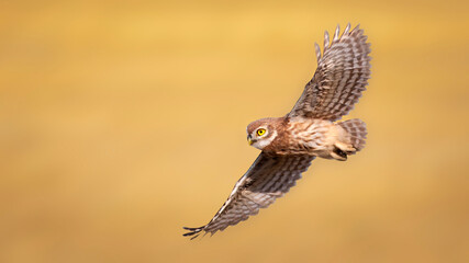 The little owl (Athene noctua) is flying.  Nature background.