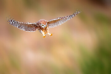 The little owl (Athene noctua) is flying.  Nature background.