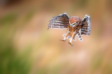 The little owl (Athene noctua) is flying.  Nature background.