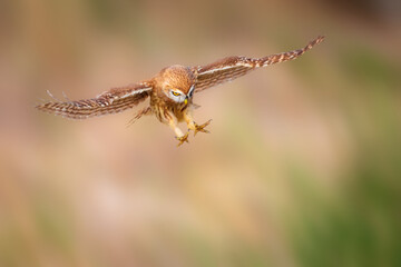 The little owl (Athene noctua) is flying.  Nature background.