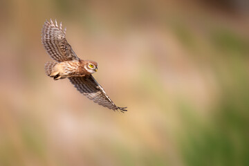 The little owl (Athene noctua) is flying.  Nature background.