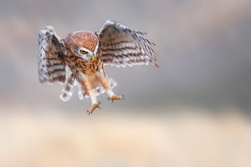 The little owl (Athene noctua) is flying.  Nature background.