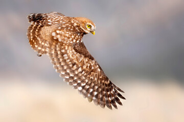 The little owl (Athene noctua) is flying.  Nature background.