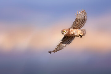 The little owl (Athene noctua) is flying.  Nature background.