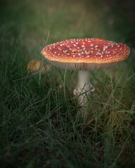 Fliegenpilz in der Wiese