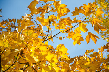 autumn. autumn background. yellow leaves on trees. maple leaves in autumn. for collage design.