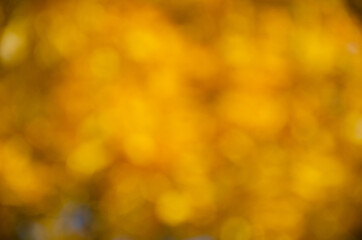 blurred background. autumn. autumn background. yellow leaves on trees. maple leaves in autumn. for collage design.