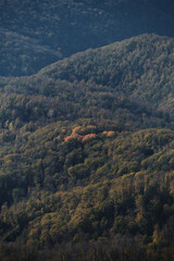 Birds eye view of autumn yellow forest from afar. Minimalistic screensaver of forests and mountain peaks. National Park and Nature reserve of Russia in Caucasus. Orange and green trees in distance.