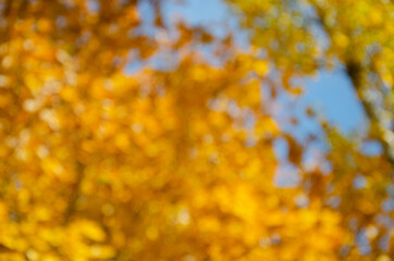blurred background. autumn. autumn background. yellow leaves on trees. maple leaves in autumn. for collage design.