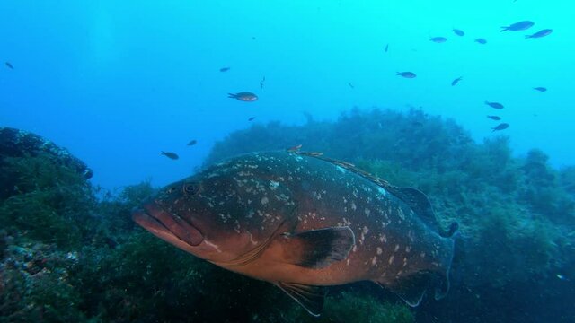 Big grouper fish swimming close to the camera