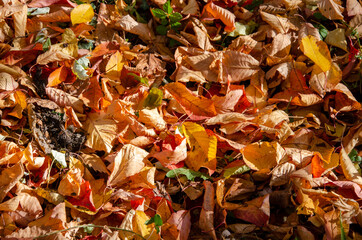 autumn. autumn background. yellow leaves on trees. maple leaves in autumn. for collage design.