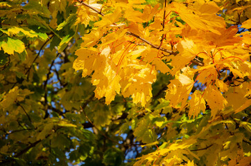 autumn. autumn background. yellow leaves on trees. maple leaves in autumn. for collage design.