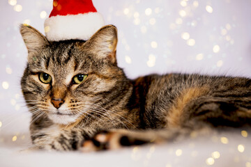 Funny cute cat in Santa hat lies over holiday lights. Pet's Christmas concept. Cat on blurry christmas bokeh background. 