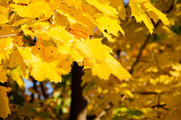 autumn. autumn background. yellow leaves on trees. maple leaves in autumn. for collage design.