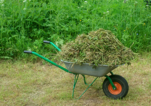 Green vegetable garden. Lawn. Mown grass. Garden wheelbarrow. Gardening Tools. Close-up.